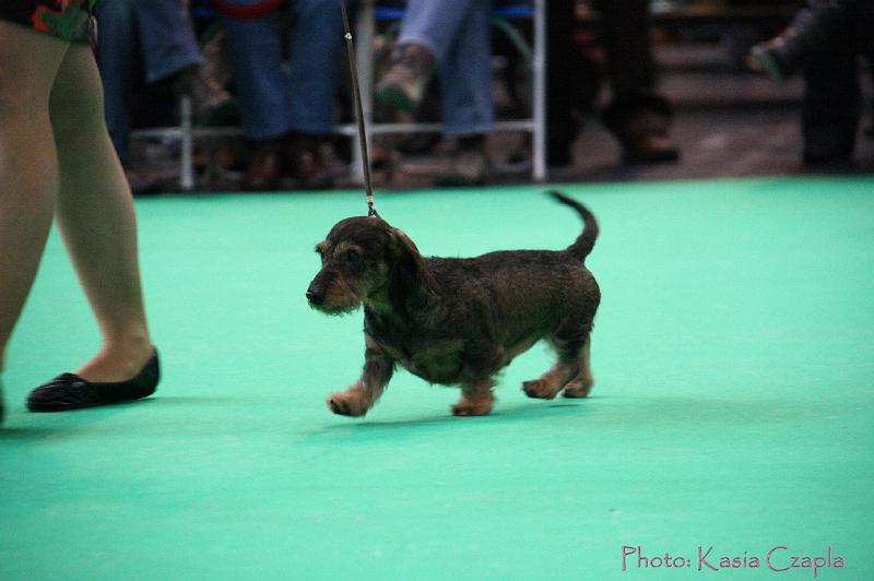 Crufts2011_2 894.jpg